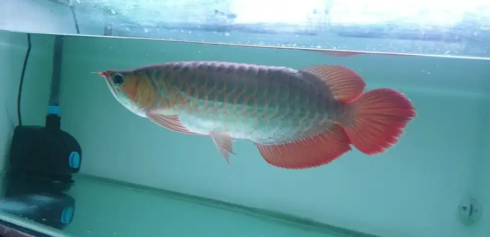 Arwana sr spesial uk 40 cm .