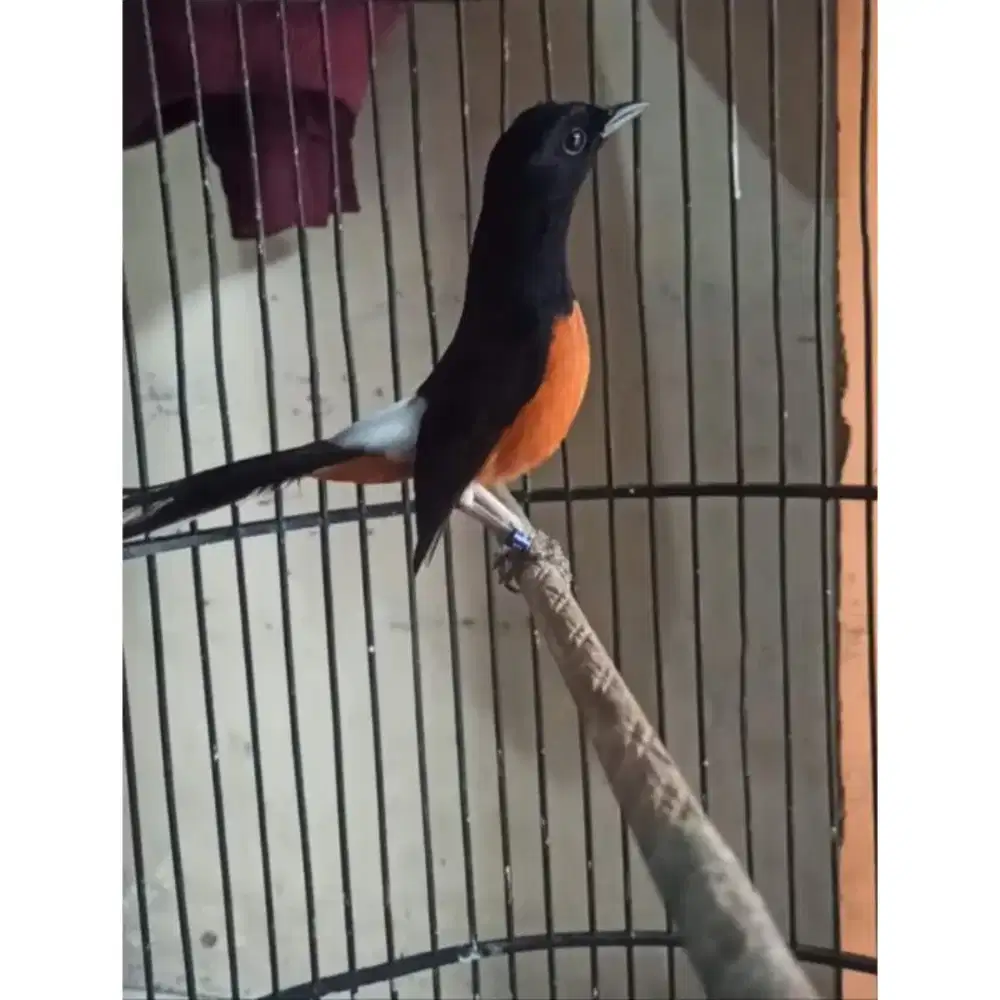 Murai Gacor Jinak Rumahan Burung Medan Non Gembung.
