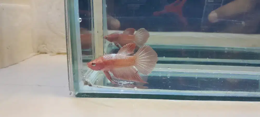 Plakat Rose Gold