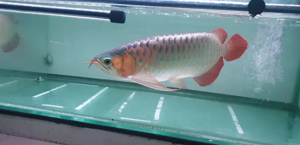 Arwana sr sumo uk 50 cm