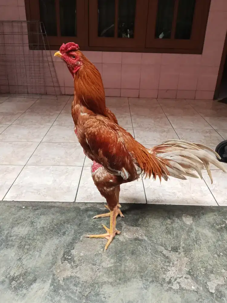 Ayam bangkok selatan