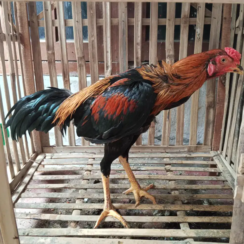 Ayam bangkok bahan pakhoy