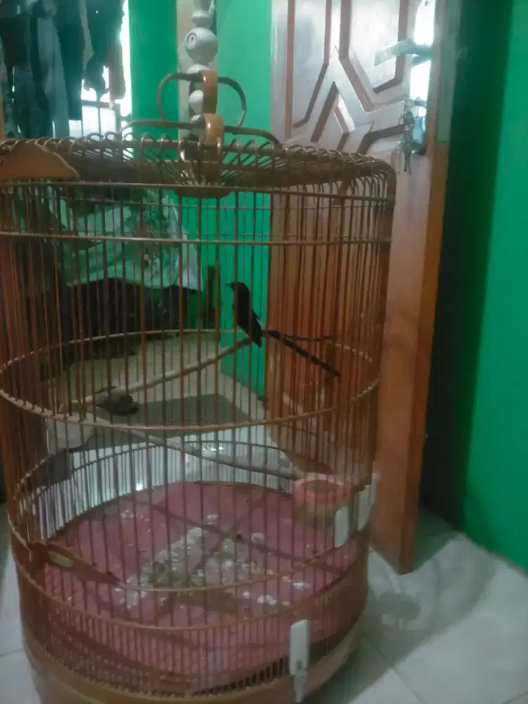 Murai Medan RINg