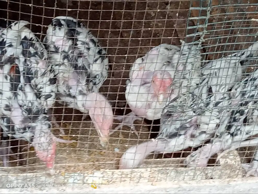 Ayam Bangkok Purworejo