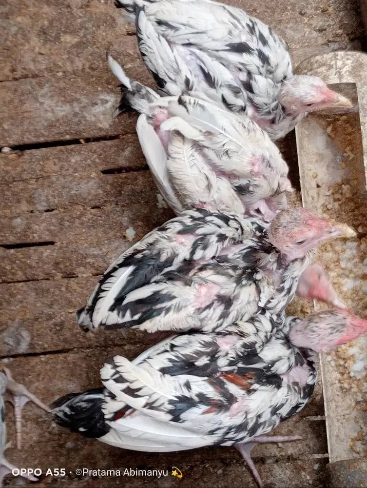 Ayam Bangkok Purworejo
