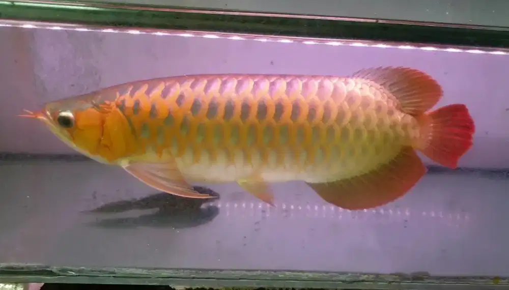 Arwana sr sumo uk 50 cm ,