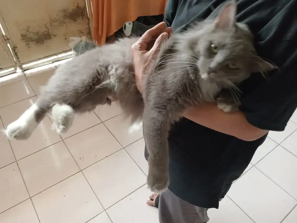 Ada Persia Bigbone Jantan 8bln Gemoy siap Kempoy  Murah di Bekasi