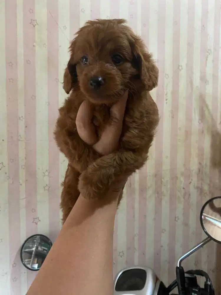 Red toy poodle jantan