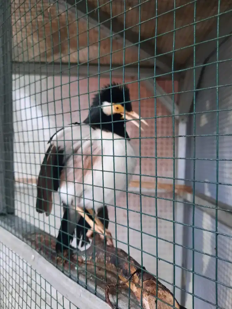 Burung Jalak Suren