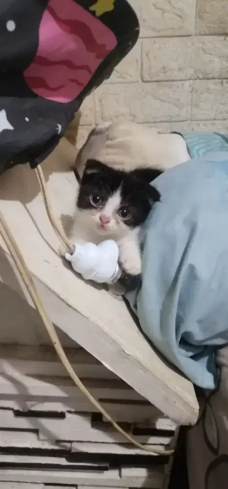 Kitten scotish murmer