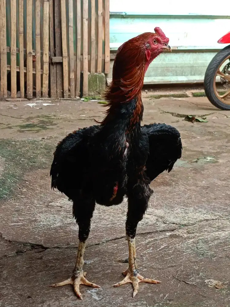 Jual ayam Bangkok klasik