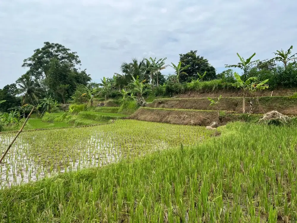 TANAH SAWAH FOR SALE