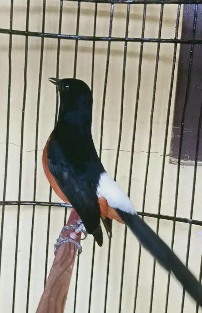 Murai gacorr kaki hitam