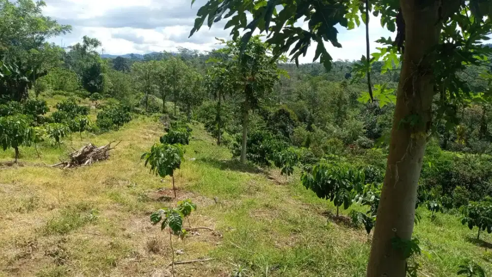 jual cepat tanah 1 hektar kopi 3ribu batang + rumah villa nego