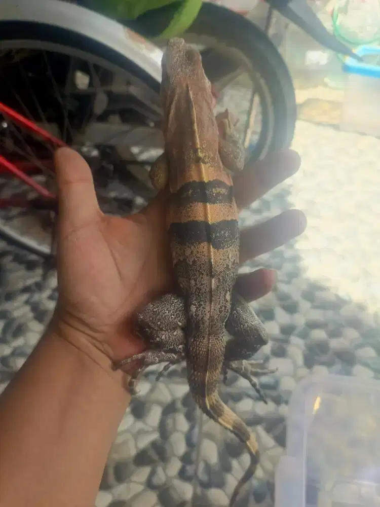 Iguana similis / black spiny tailed