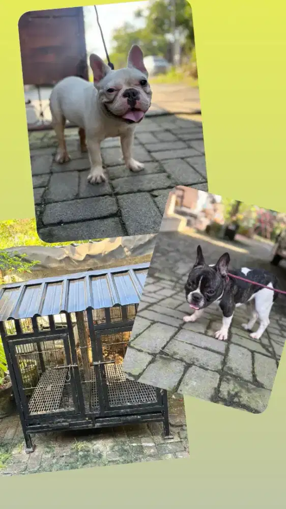 Anjing french bulldog