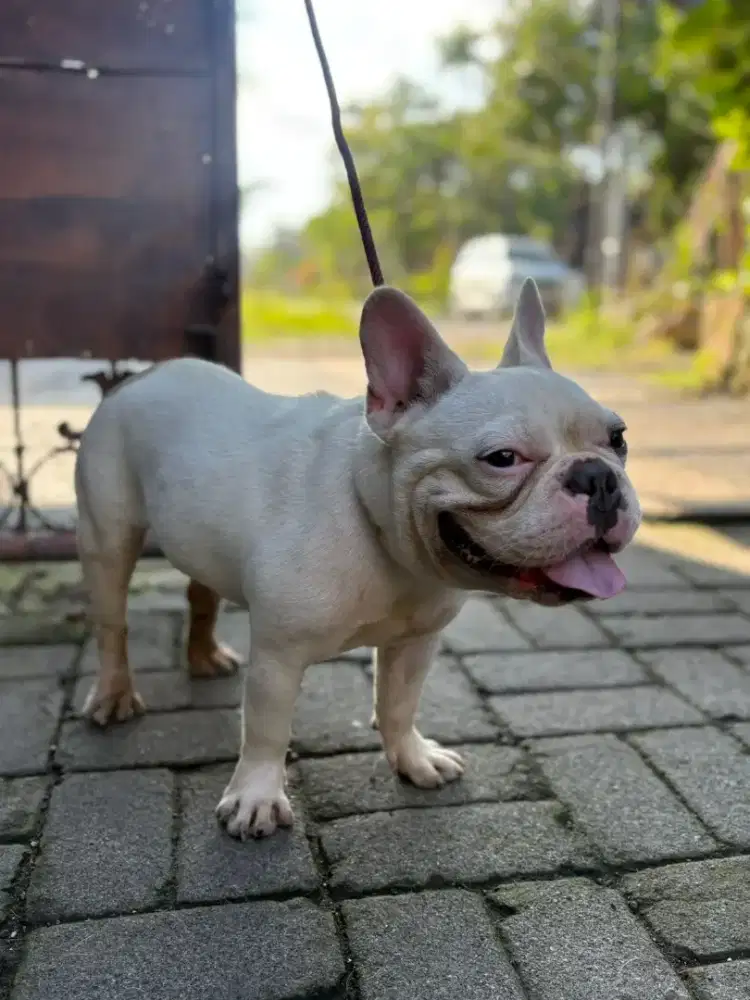 Anjing french bulldog