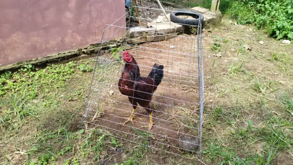 Ayam Jantan Sehat