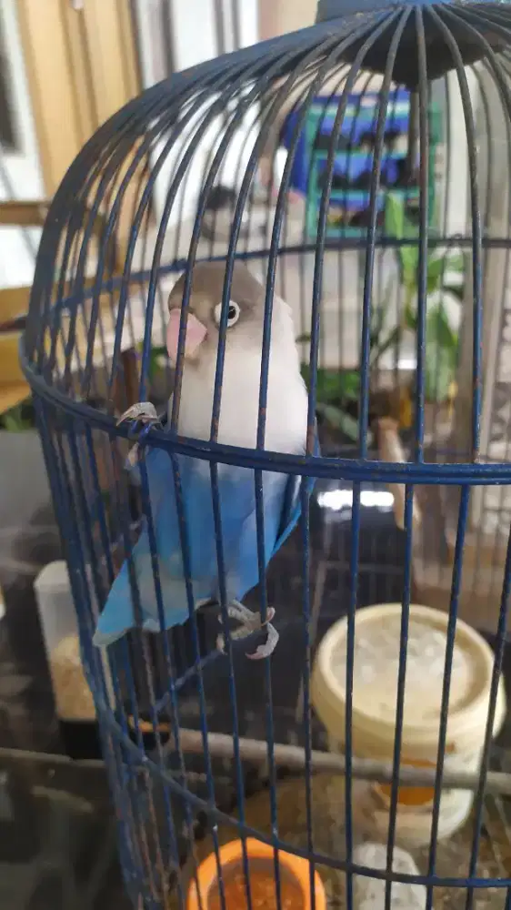 Burung lovebird jantan