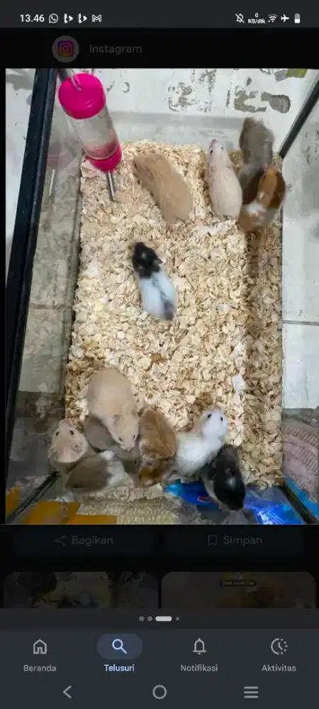 Dijual hamster, sepasang plus sama anak nya 6