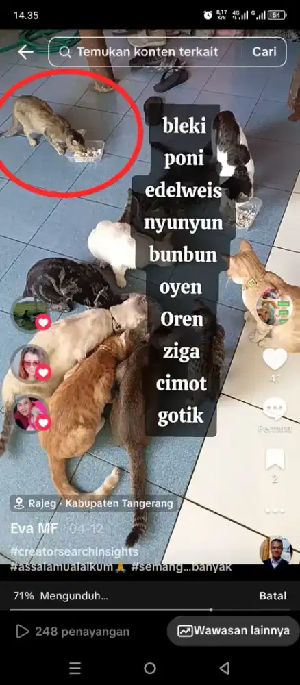 Yang membutuhkan tenaga untuk mengurus kucing