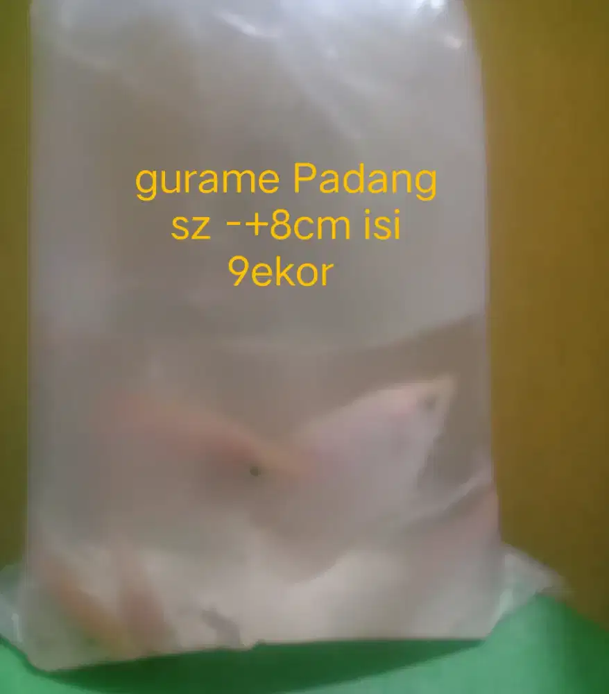 Ikan gurame Padang isi 9ekor