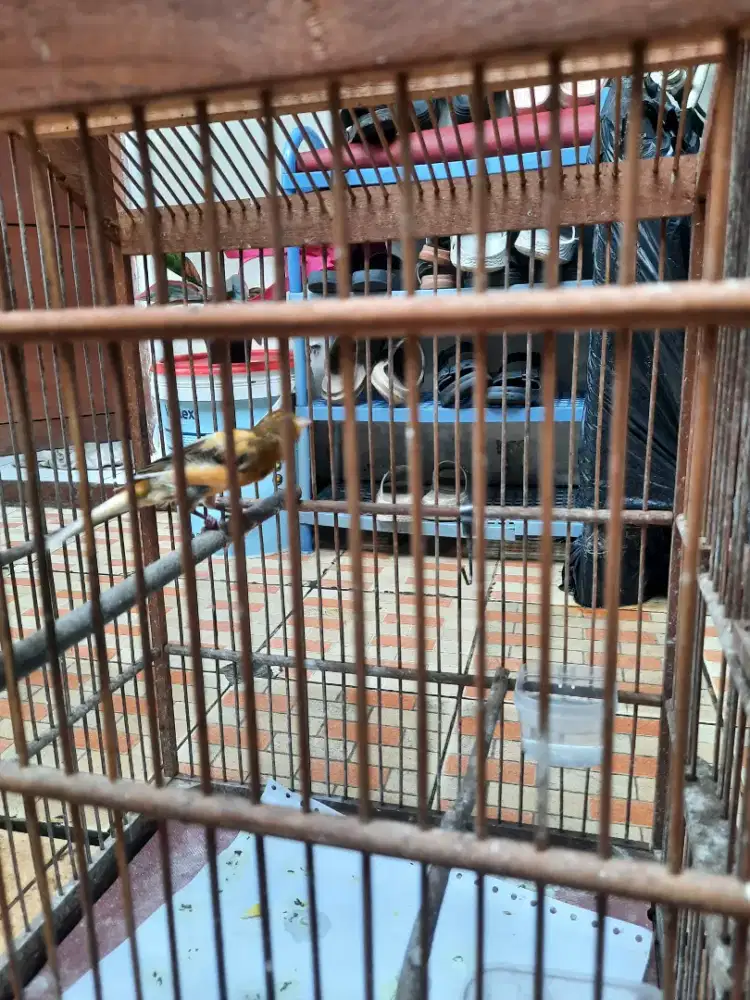 Kenari f1 giboso jantan