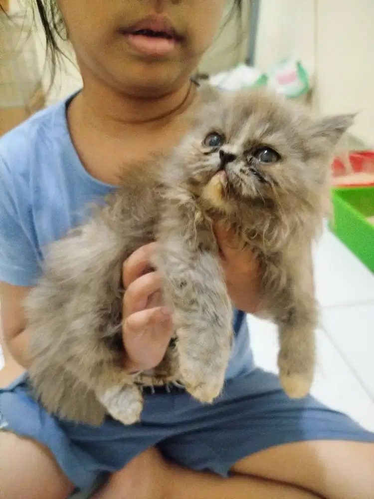 Kucing BLH betina