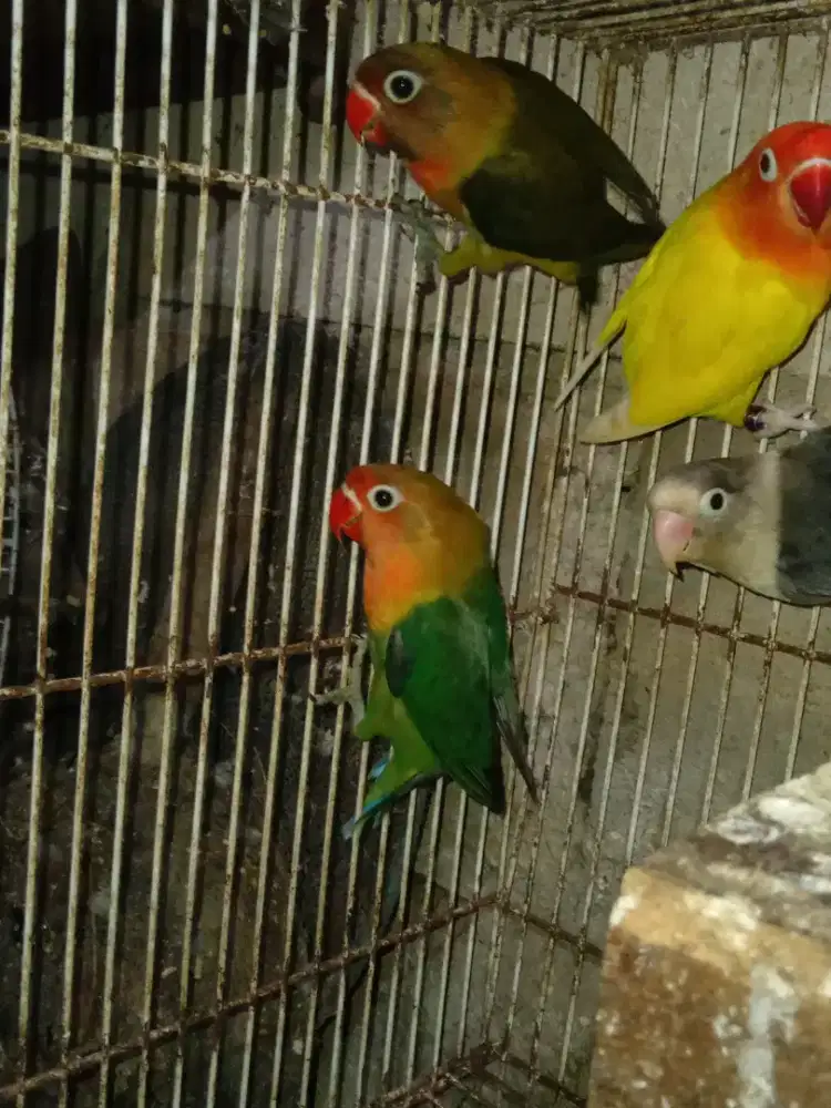 LOVEBIRD BALIBU USIA 2.5 BULAN