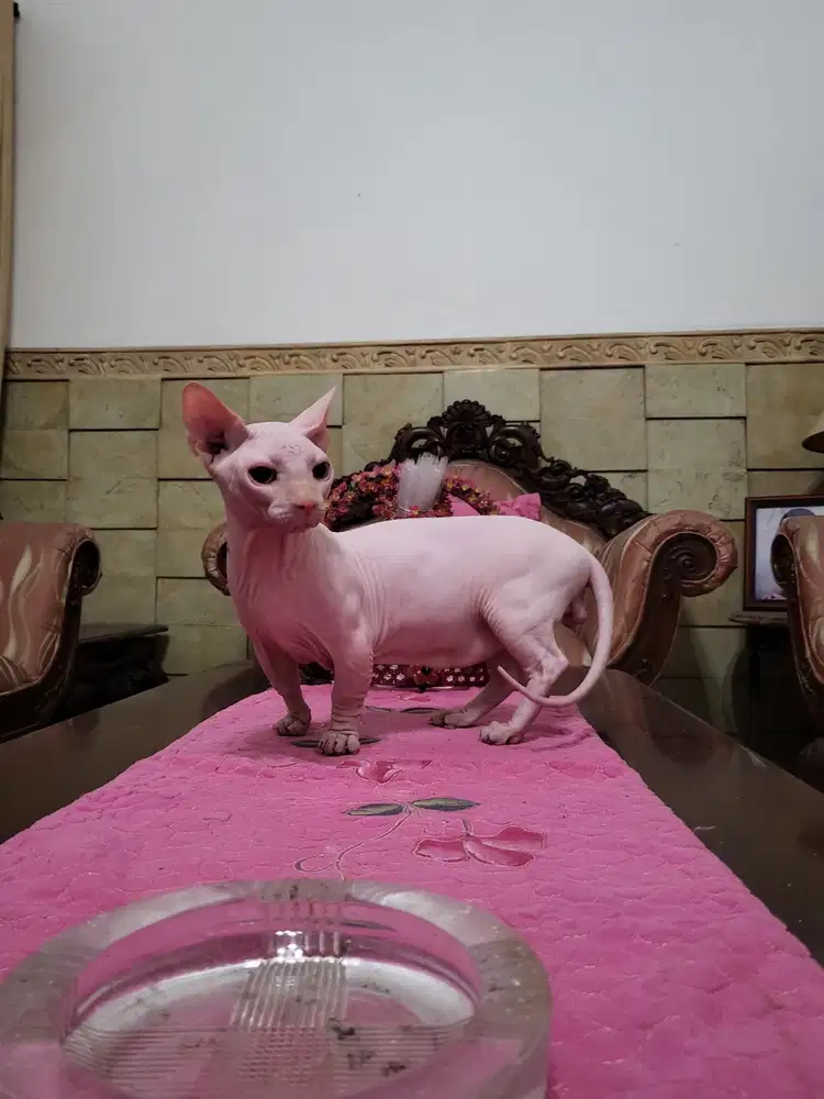 Jasa Pacak Sphynx Bambino