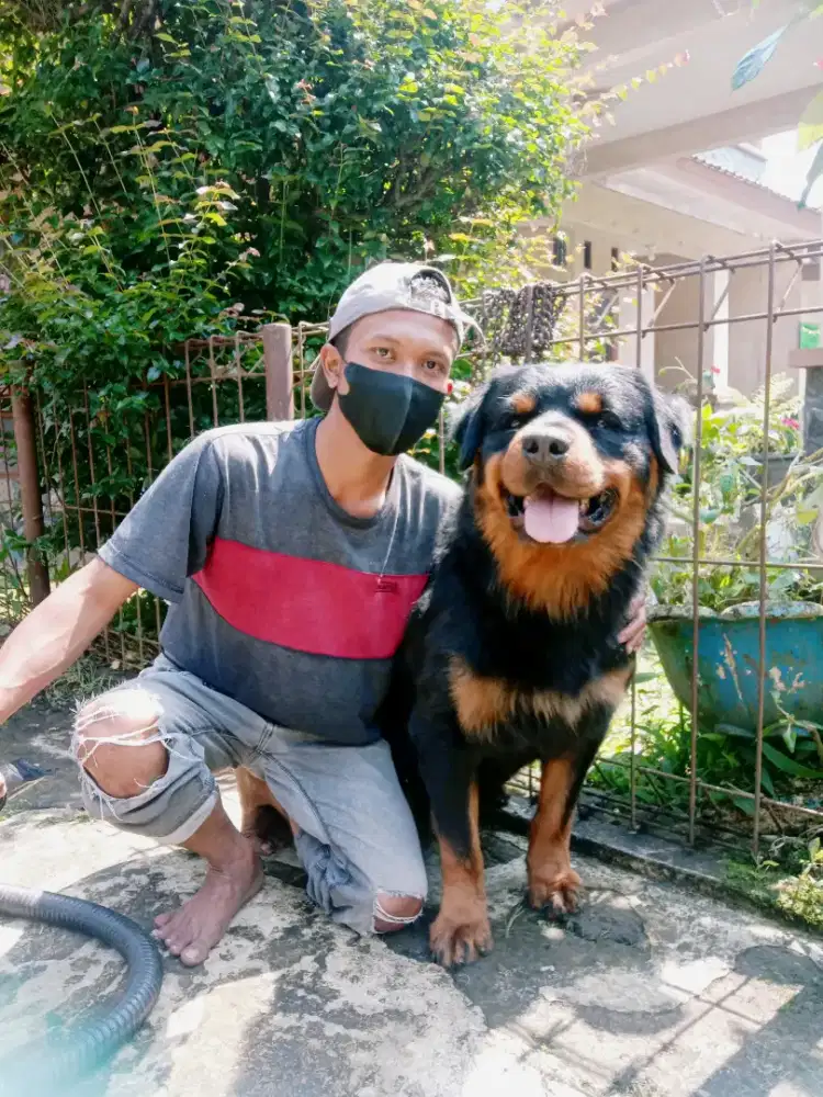 Grooming panggilan kerumah anjing dan kucing