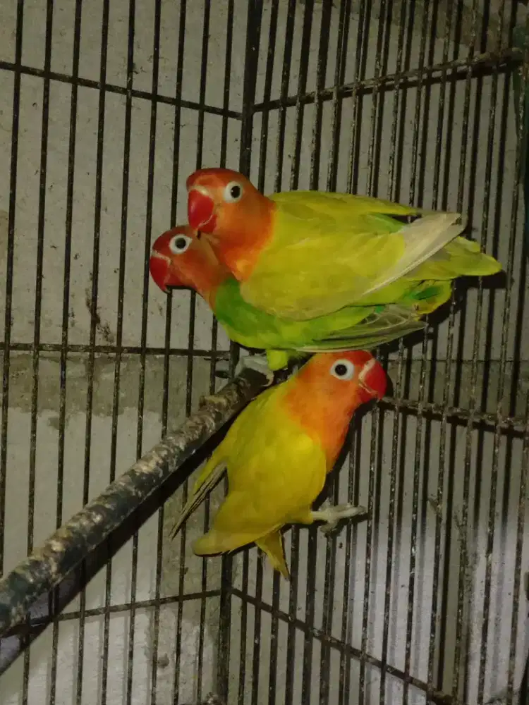 LOVEBIRD BALIBU BETINA & JANTAN