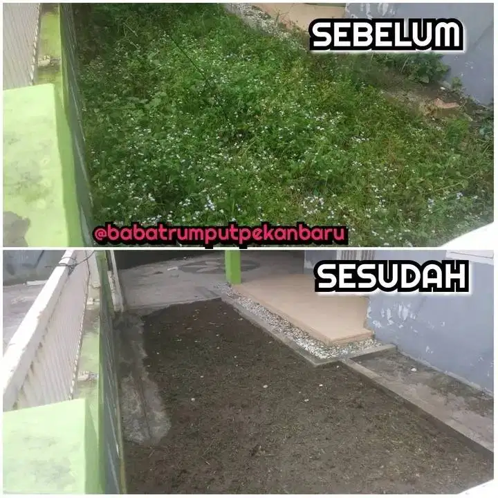 Babat rumput, semak belukar pekanbaru