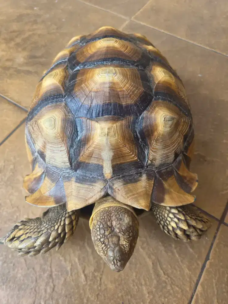 SULCATA Dewasa Sehat