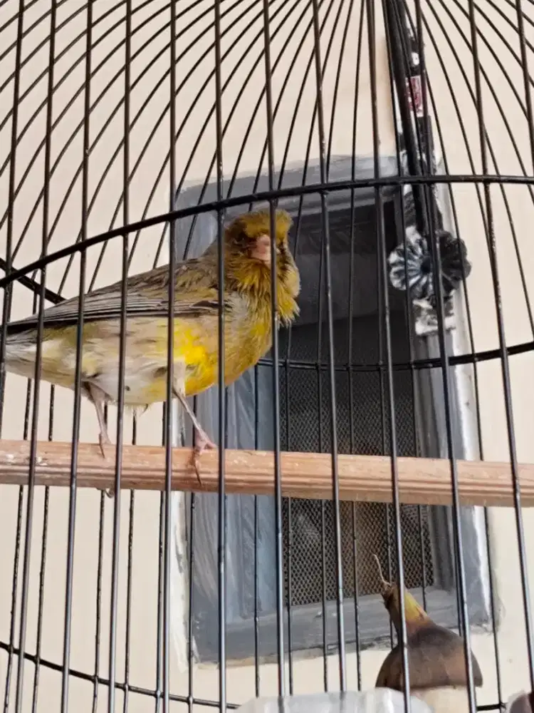 Kenari Bahan F1 Riwikan
