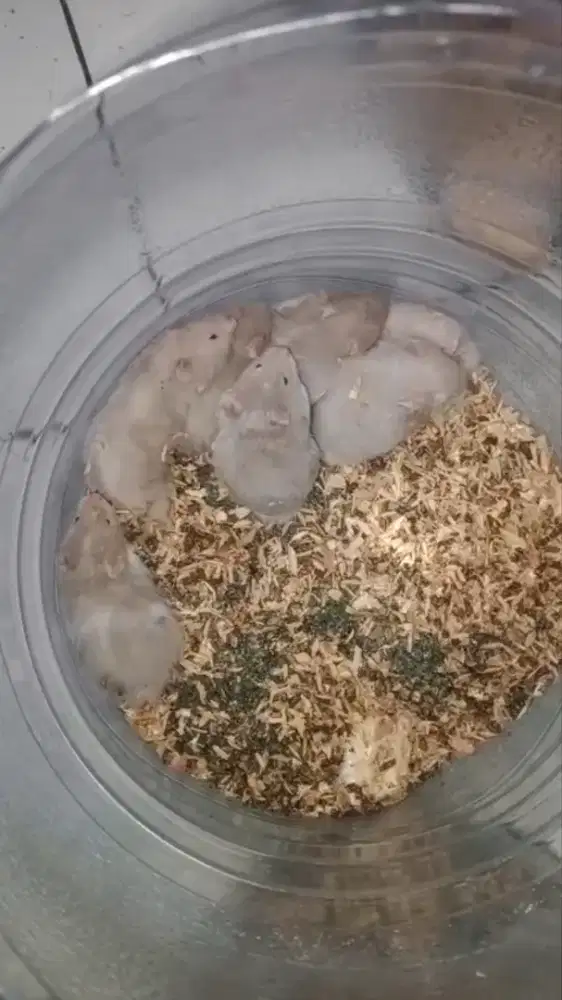 Hamster syrian umur 1 bulan
