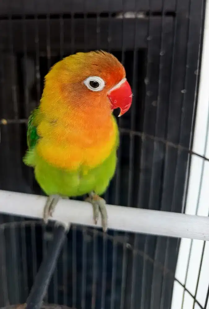 Burung Lovebird