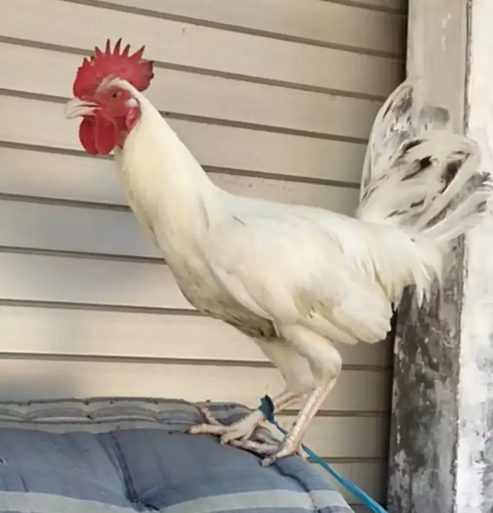 Ayam elba putih umur 7 bulanan