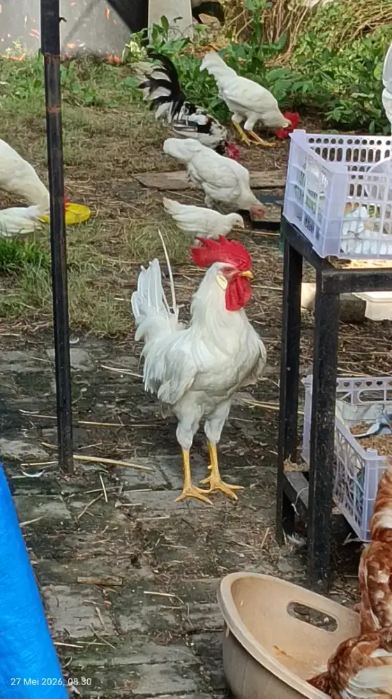 Ayam white leghorn jantan