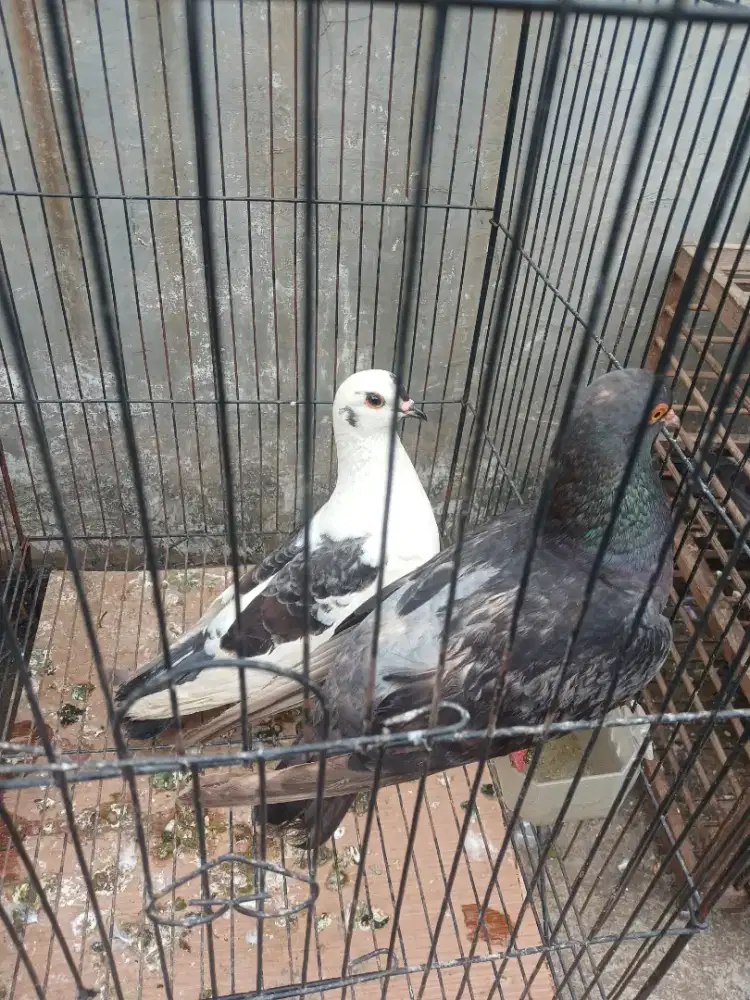 Burung merpati pasangan