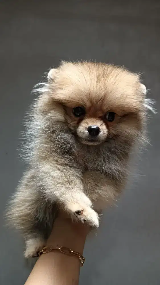 Anakan Minipom Pomeranian puppy anak anjing