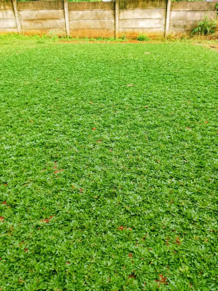 Rumput gajah mini taman