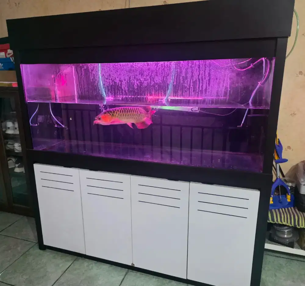 Aquarium Gratis Arwana Suoer Red
