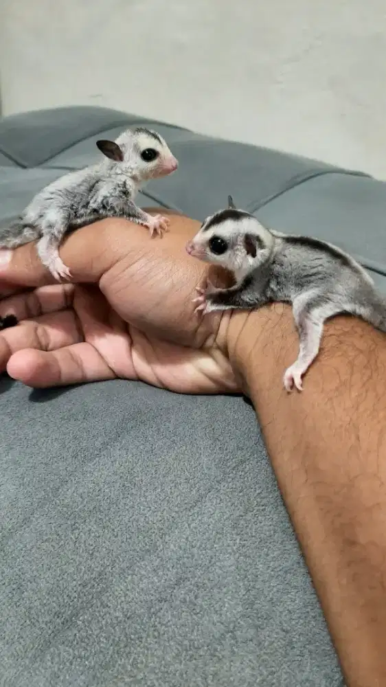 Sugar Glider WF (Joey)