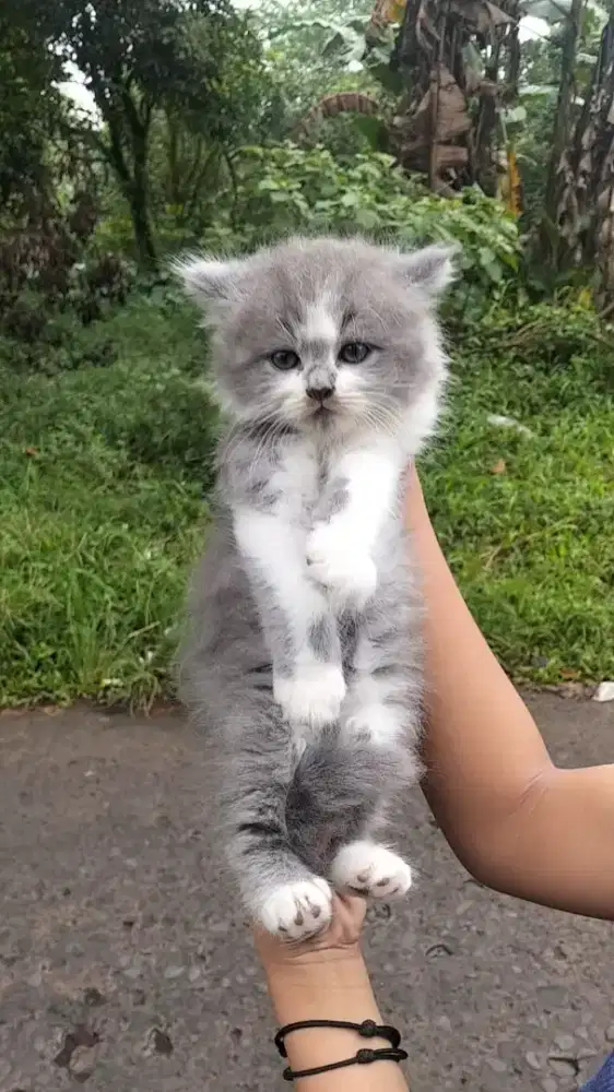 Kitten flatnose lok Bojonggede bomang