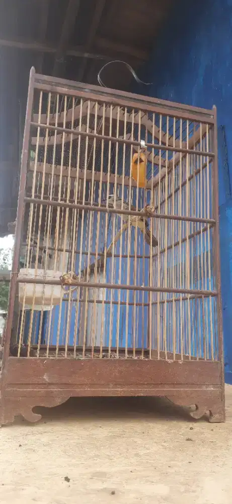 Burung cerucuk  rajin