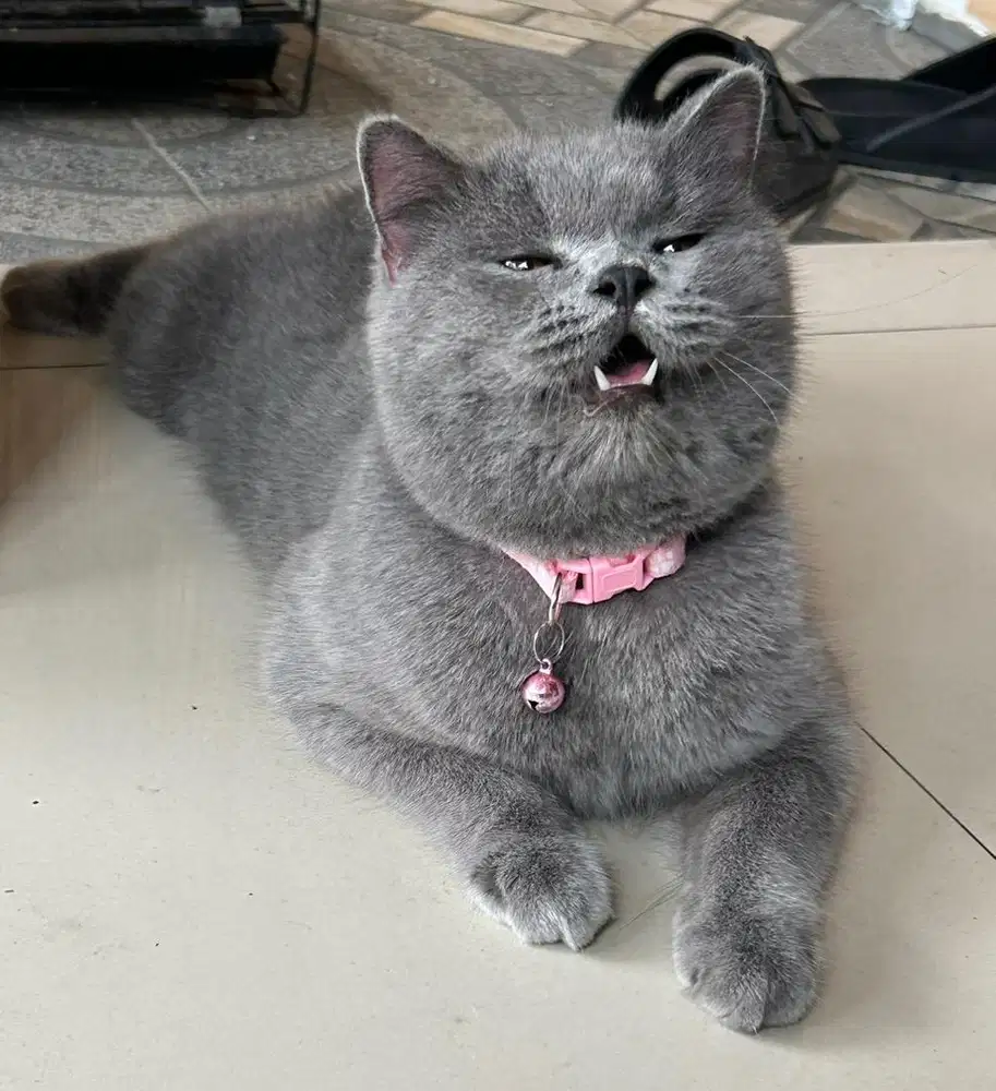 Kucing british shorthair bsh british shorthair ped