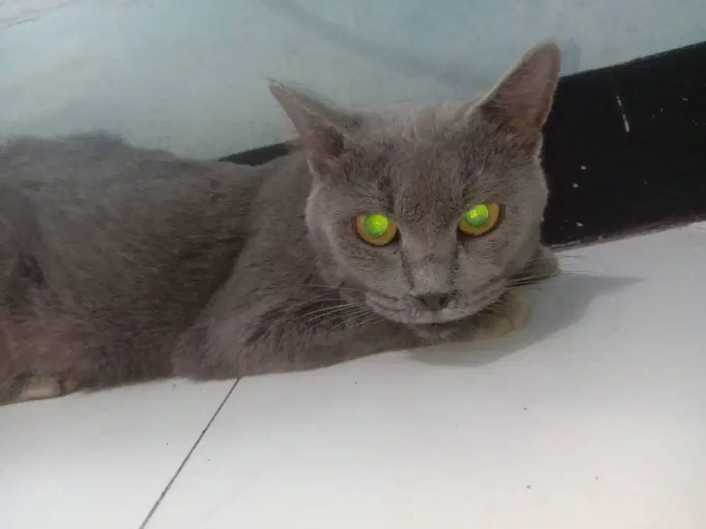 bsh betina baru siap kawin