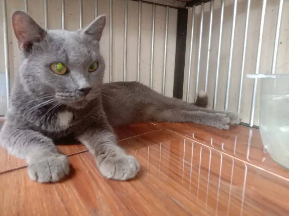 bsh betina baru siap kawin