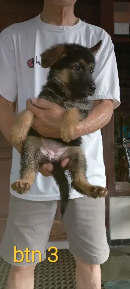 Anakan herder imut
